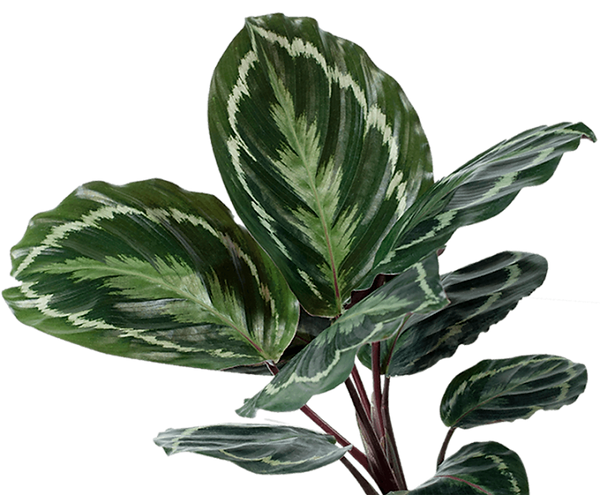 Potted decorative plant