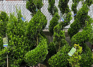 Tree, Shrub & Bush Services