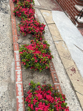 Landscaping project in Brooklyn