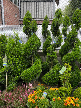Landscaping project in Brooklyn