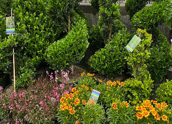 Landscaped Brooklyn garden