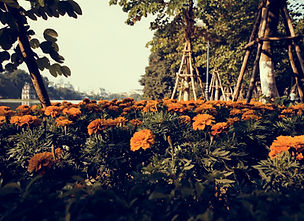 Landscaping & Design