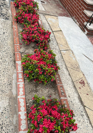 G&C Landscaping project