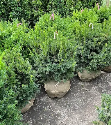 G&C Landscaping project