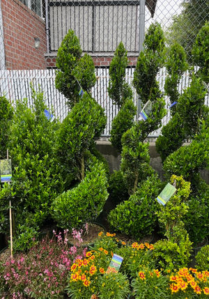 G&C Landscaping project